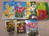 grossiste, destockage Lot de bulbes Narcisses, bulbe ...