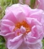 Rose of bulgaria
